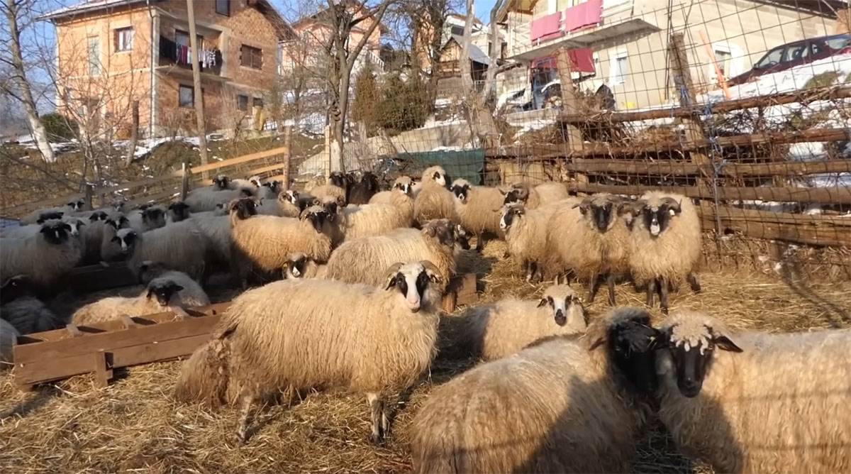 Samin Muslimović (17).jpg