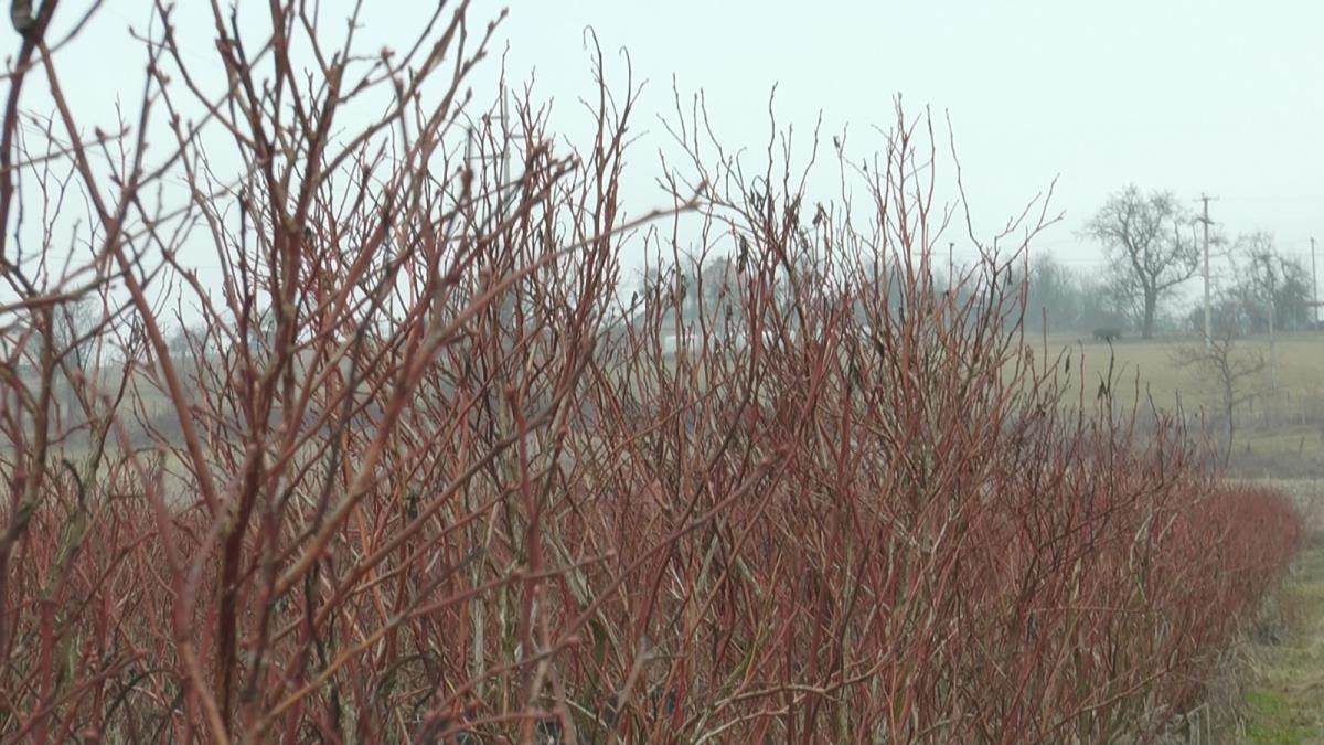 Milorad Murić  (5).jpg