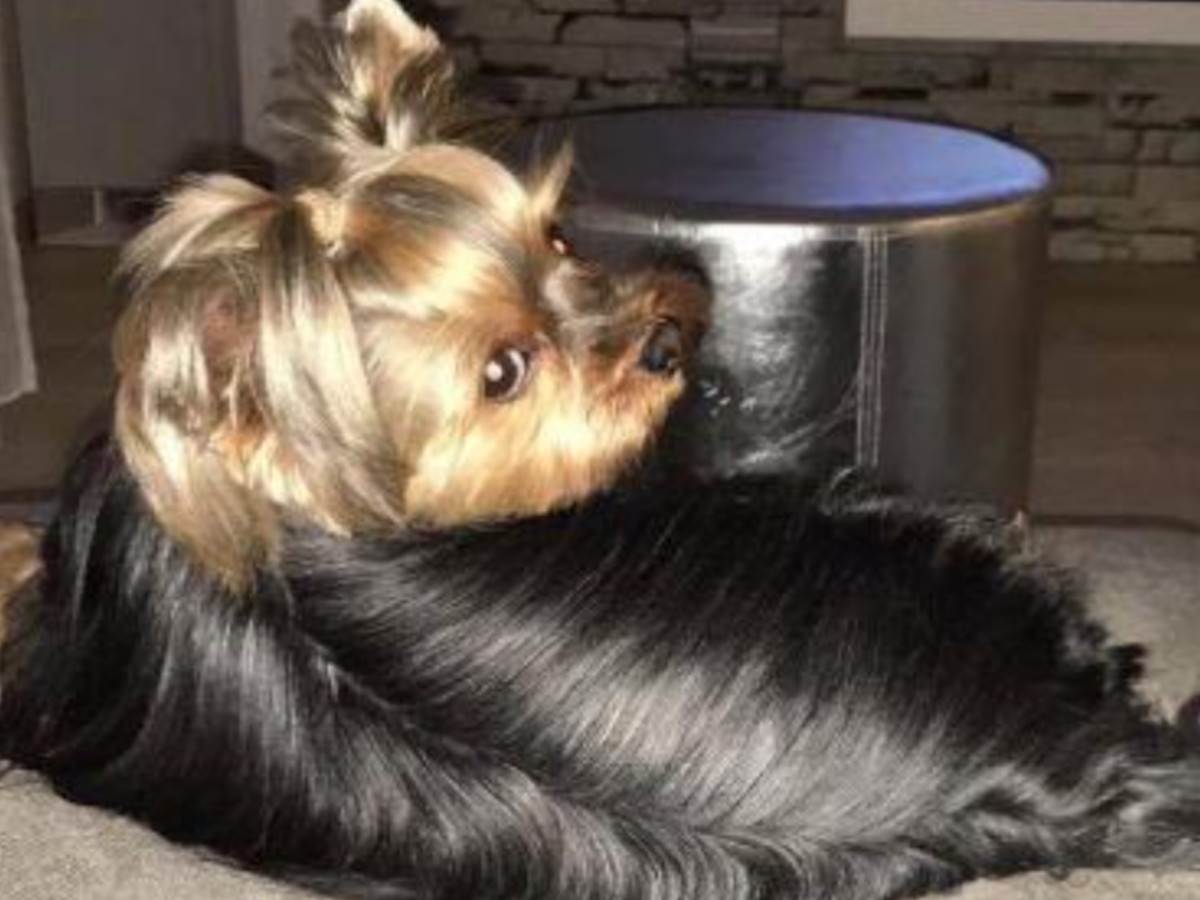 Jelena Rozga pas.jpg