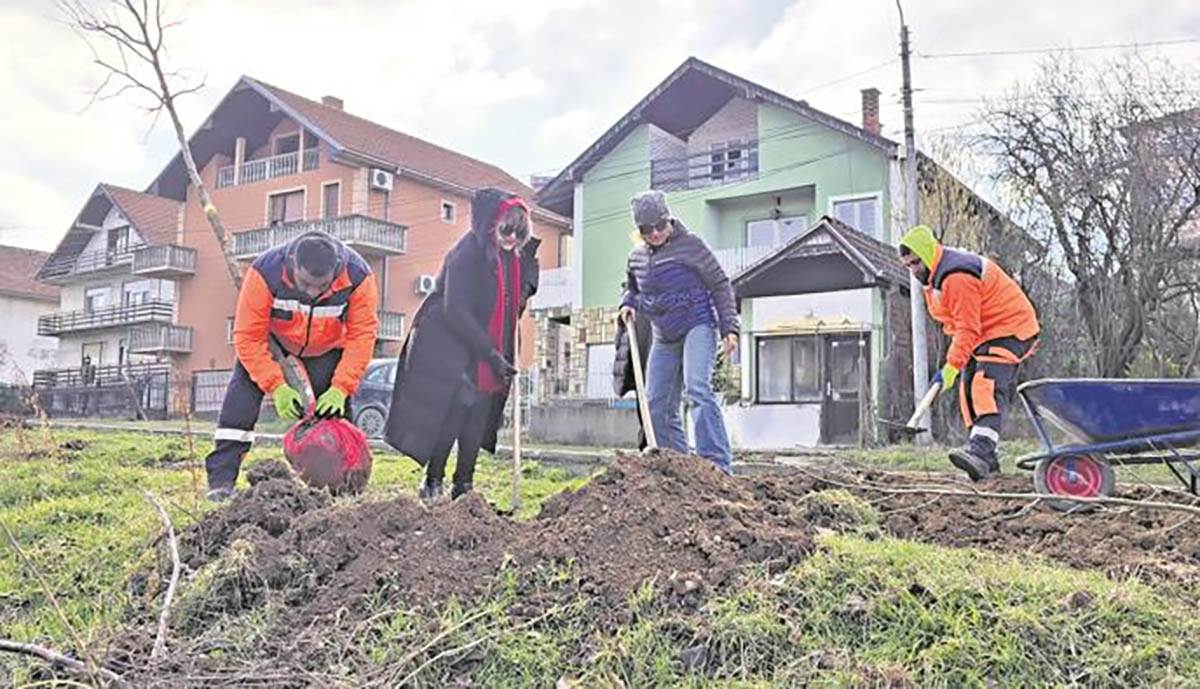 Urbanim ozelenjavanjem do čistijeg Niša: 25 novih stabala lišćara unaprediće životnu sredinu 
