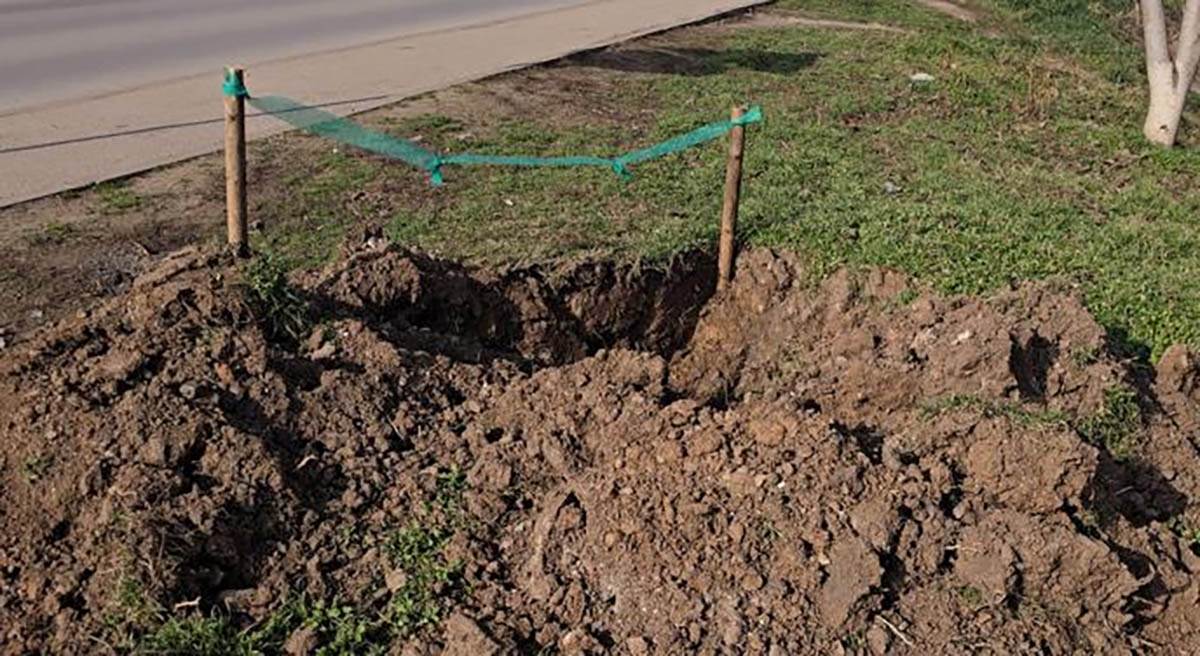 Urbanim ozelenjavanjem do čistijeg Niša: 25 novih stabala lišćara unaprediće životnu sredinu 