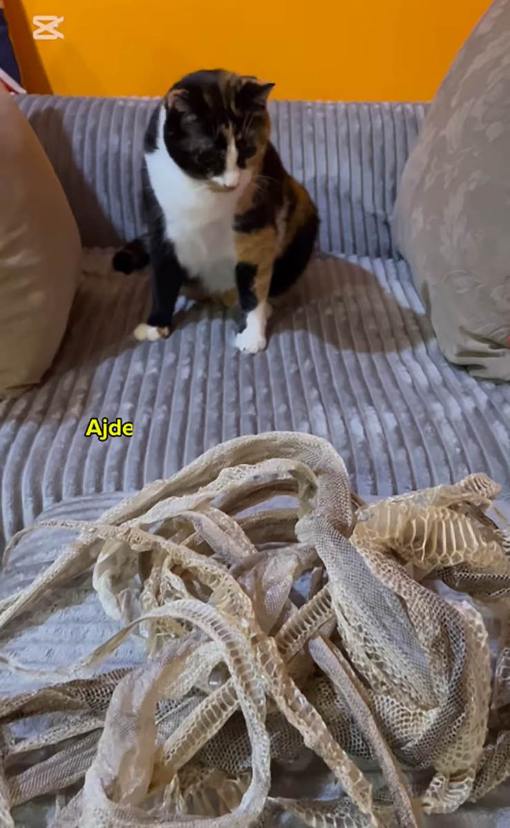 Devojka sa zmijom kućni ljubimci