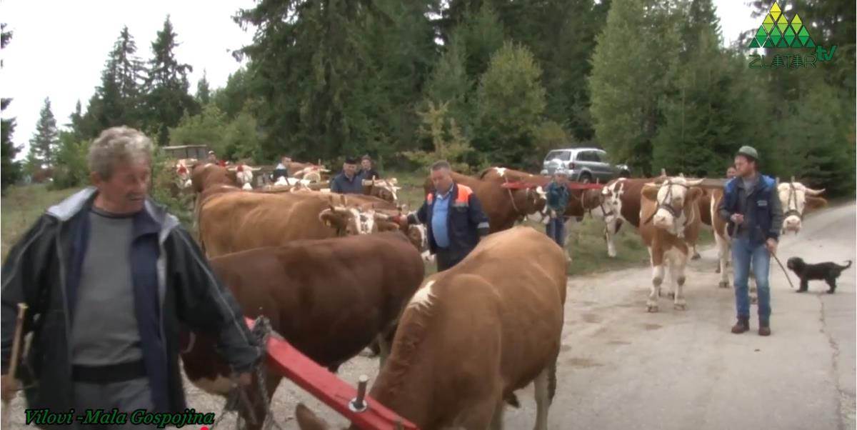 Miloš Matijević  (1).jpg