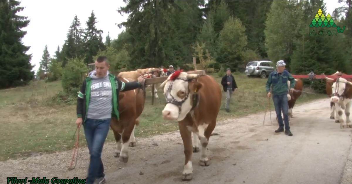 Miloš Matijević  (5).jpg