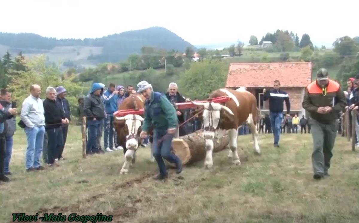 Miloš Matijević  (6).jpg