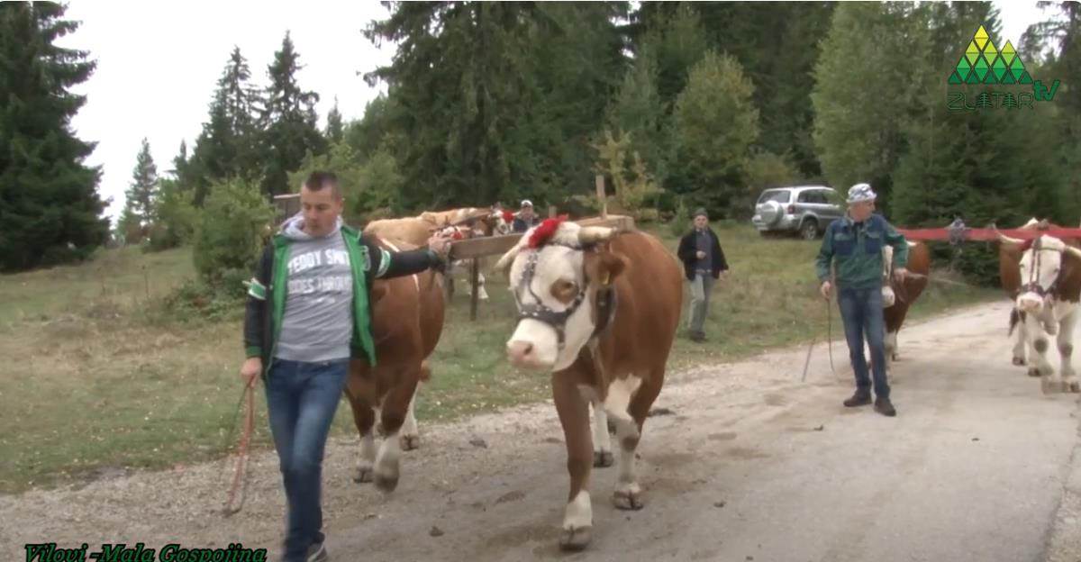 Miloš Matijević  (7).jpg