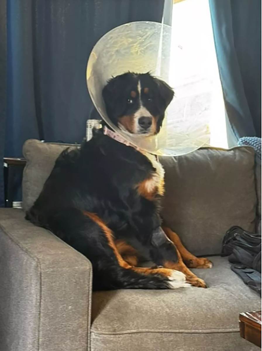 pas koji je pojeo 25 čarapa (1).jpg