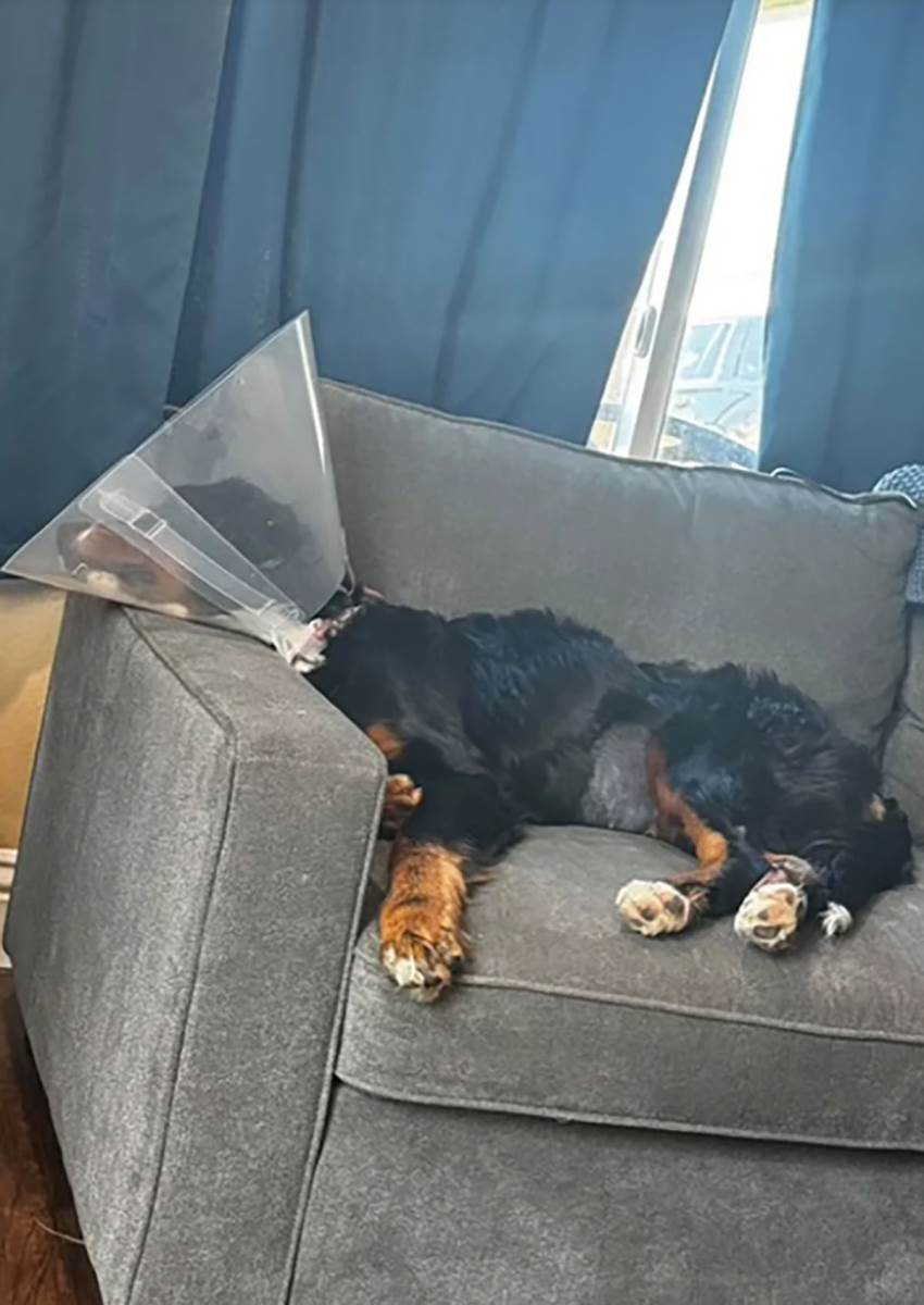 pas koji je pojeo 25 čarapa (2).jpg