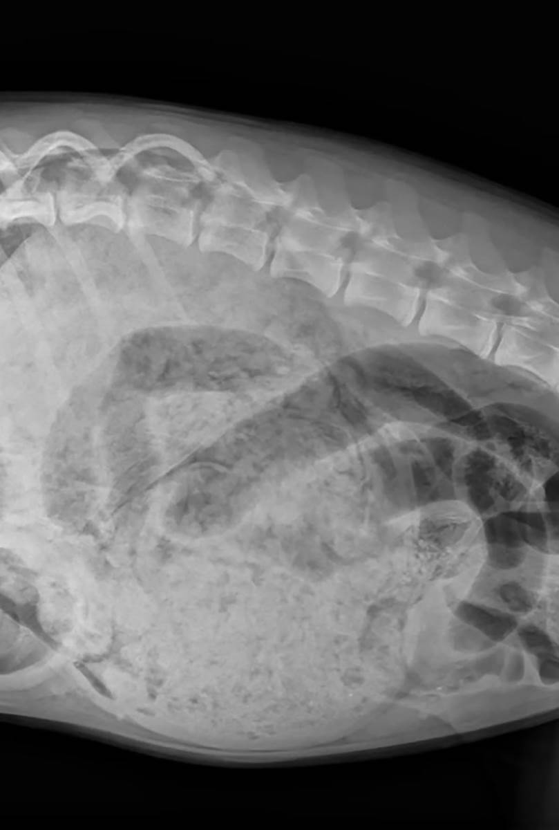 pas koji je pojeo 25 čarapa (3).jpg