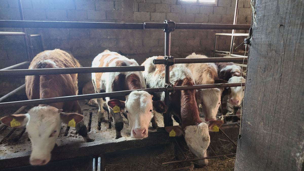 Jelica Pavlović iz sela Gvozdac (5).jpg