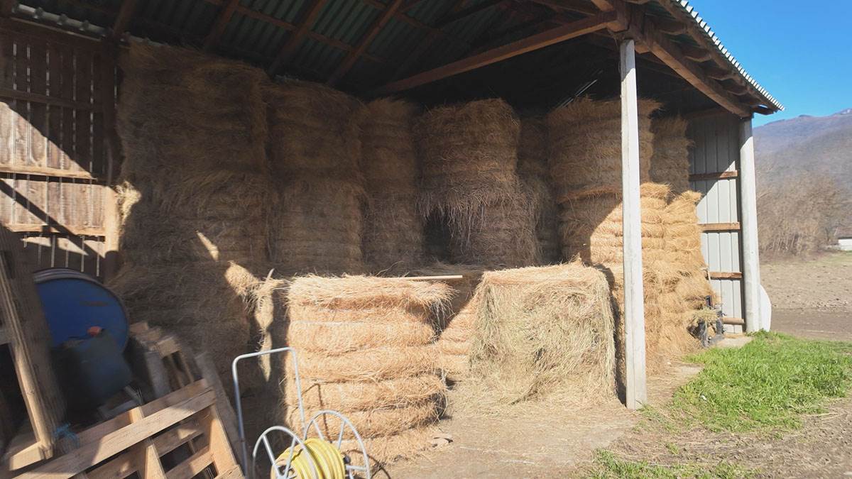 Jelica Pavlović iz sela Gvozdac (7).jpg