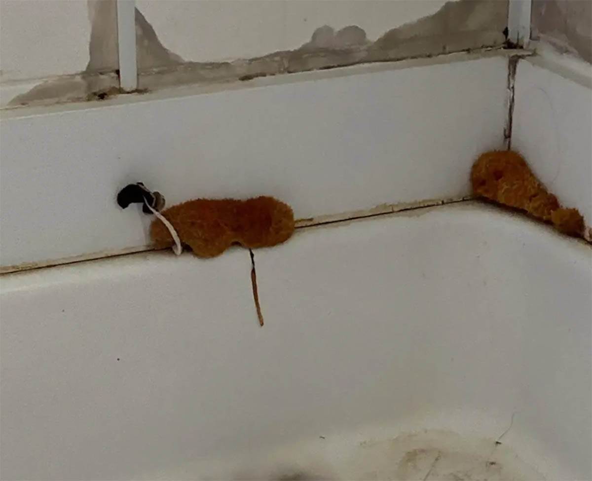 Kupatilo, buđ, pečurke (2).jpg