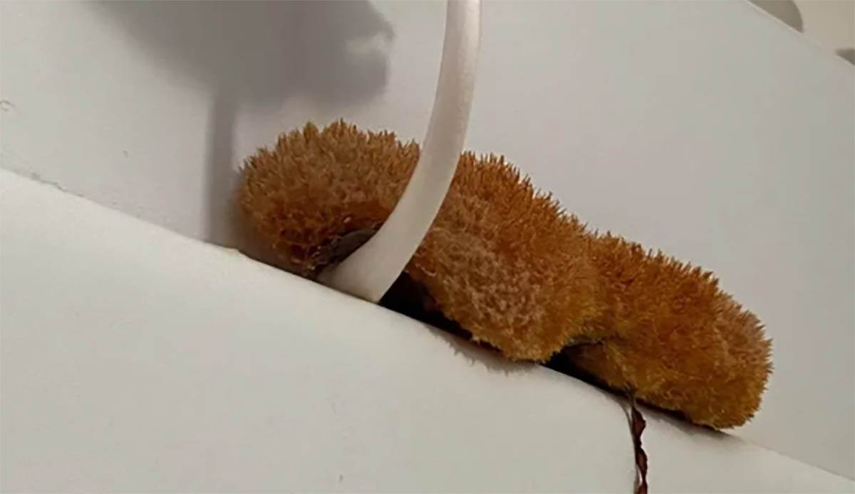 Kupatilo, buđ, pečurke (4).jpg