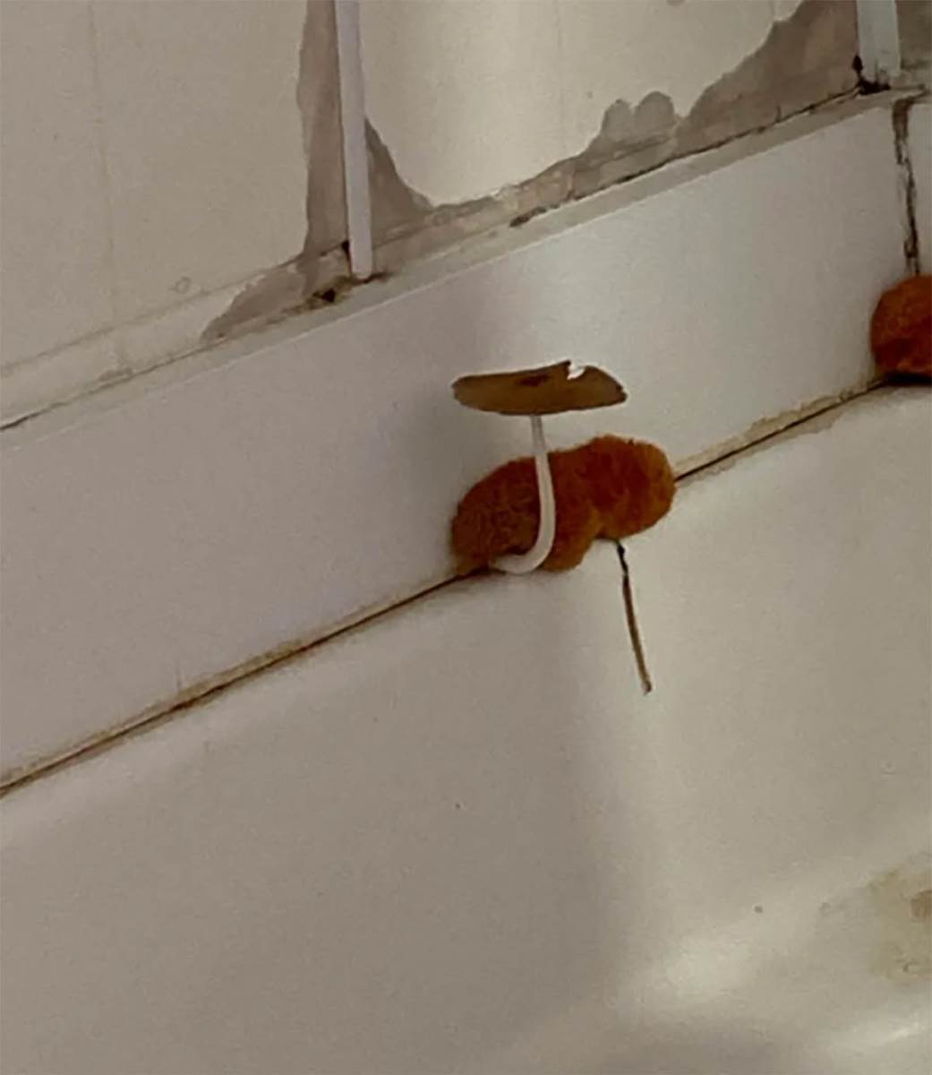 Kupatilo, buđ, pečurke (5).jpg