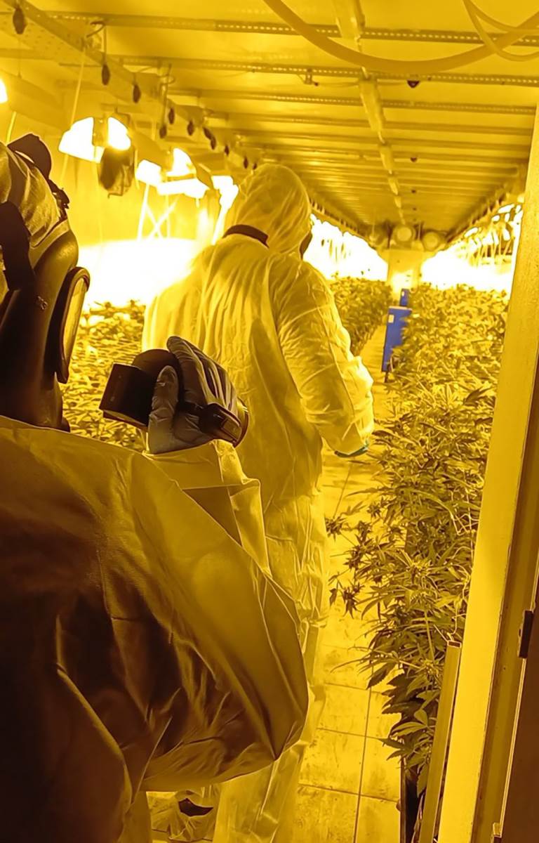 Policija pronašla laboratoriju marihuane kod Zrenjanina