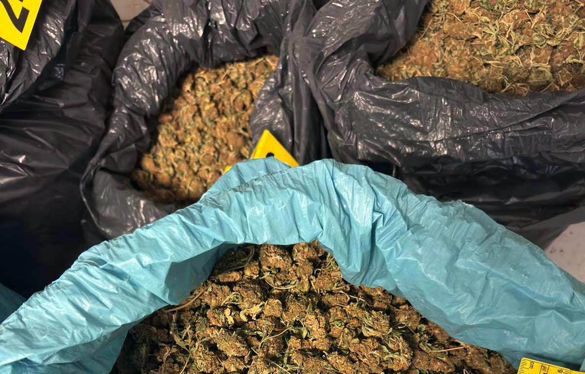 Policija pronašla laboratoriju marihuane kod Zrenjanina