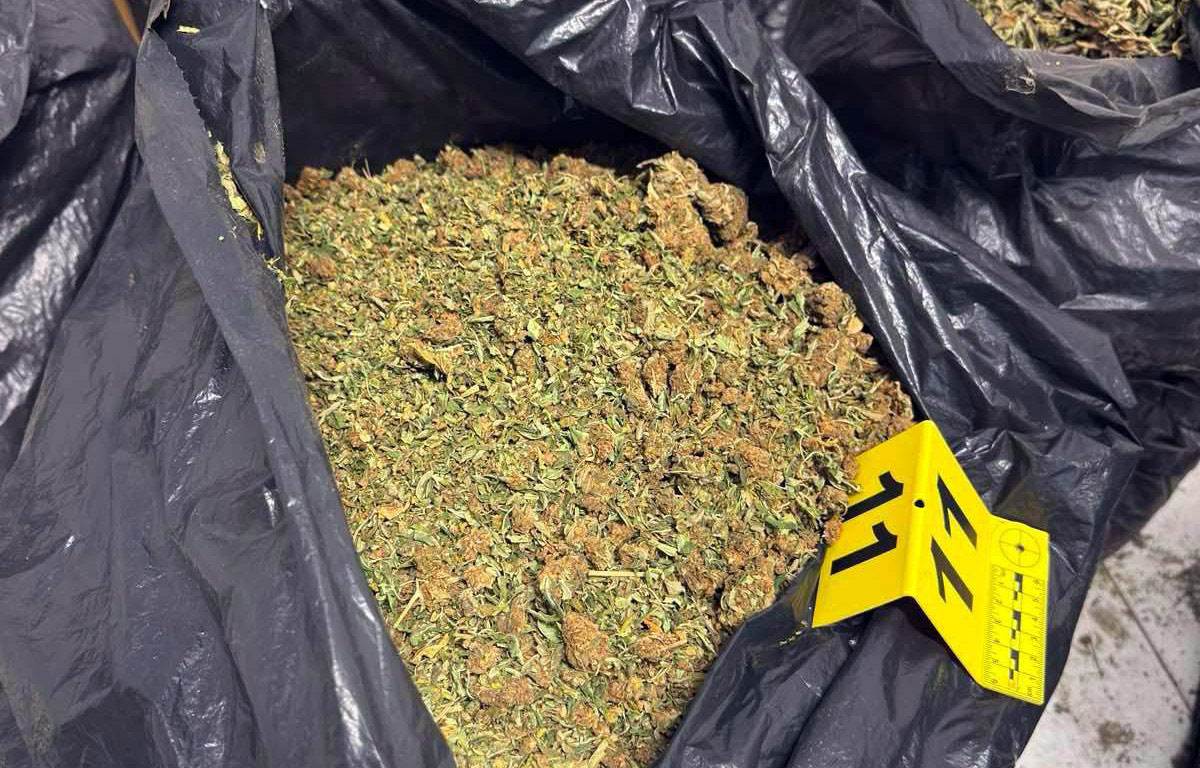 Policija pronašla laboratoriju marihuane kod Zrenjanina