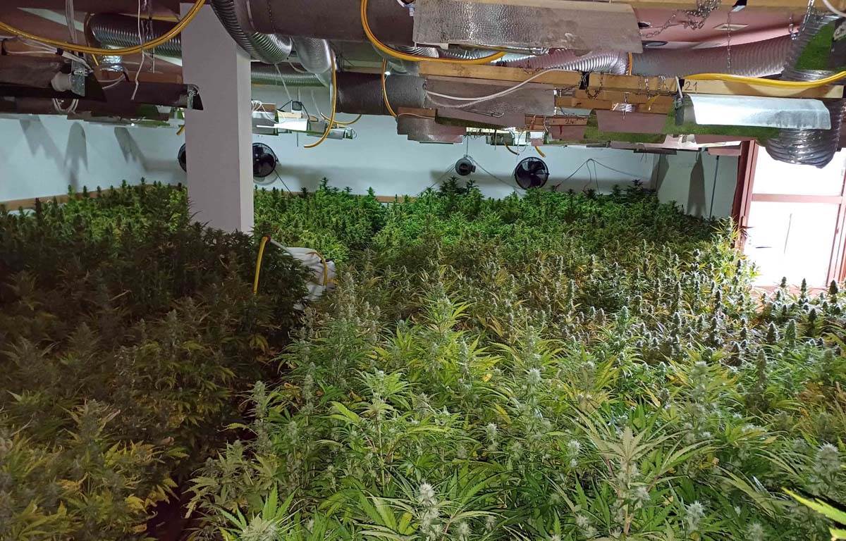 Laboratorija marihuana Despotovac 1.jpg