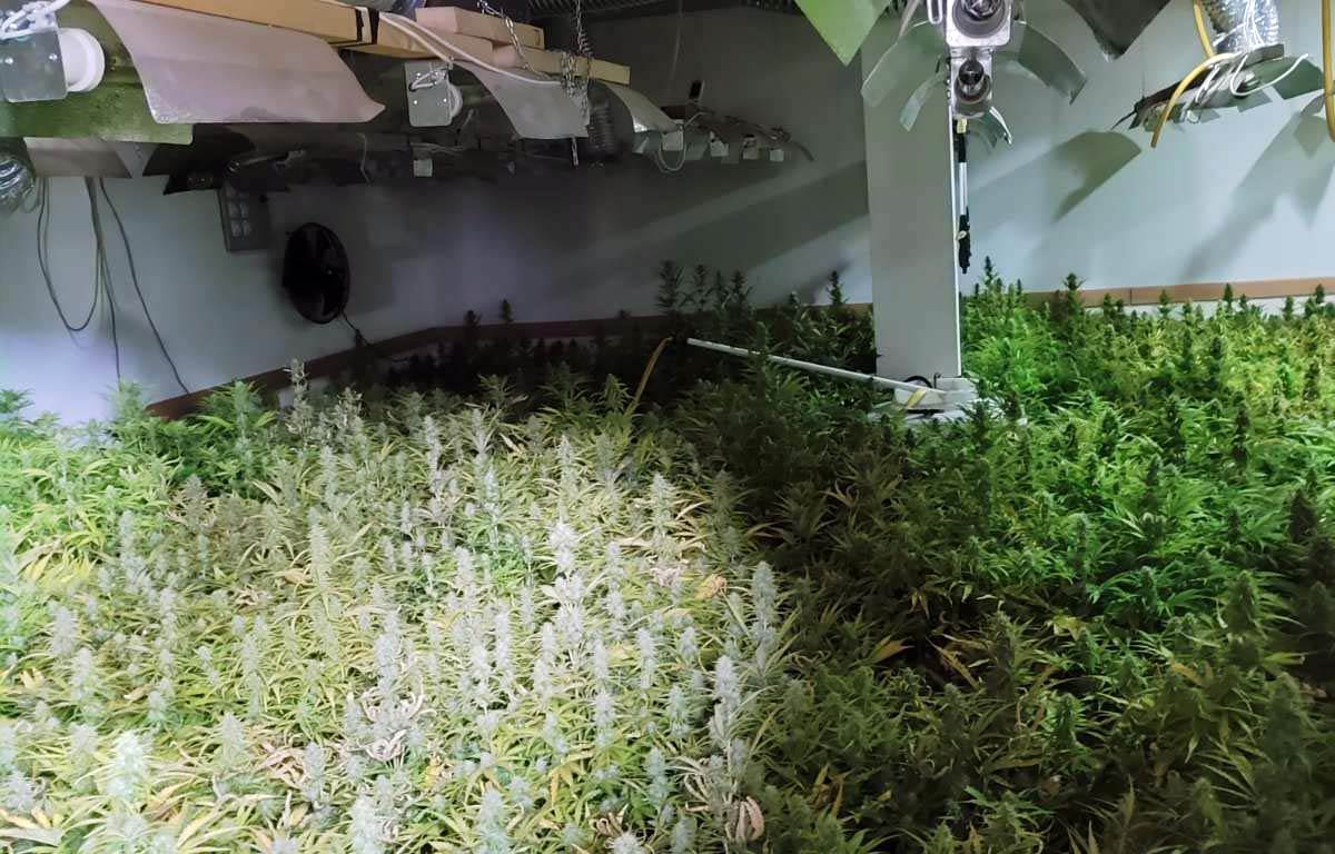 Laboratorija marihuana Despotovac 3.jpg