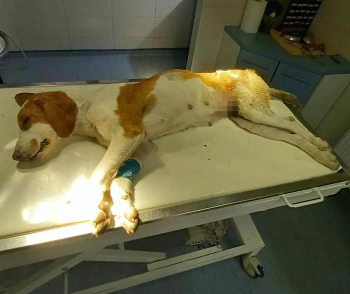 Pas upucan sa 6 metaka 1.jpg