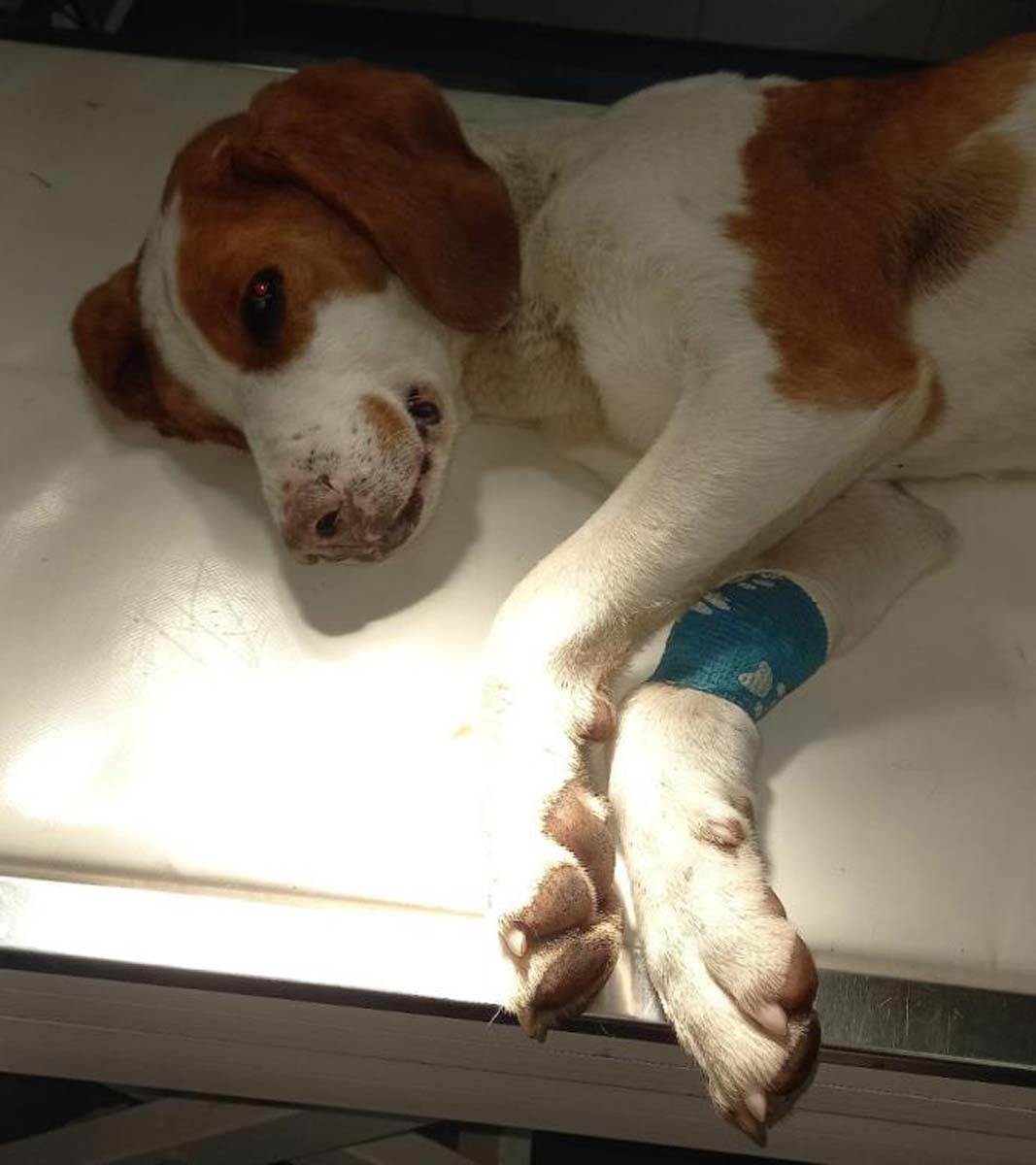 Pas upucan sa 6 metaka 2.jpg