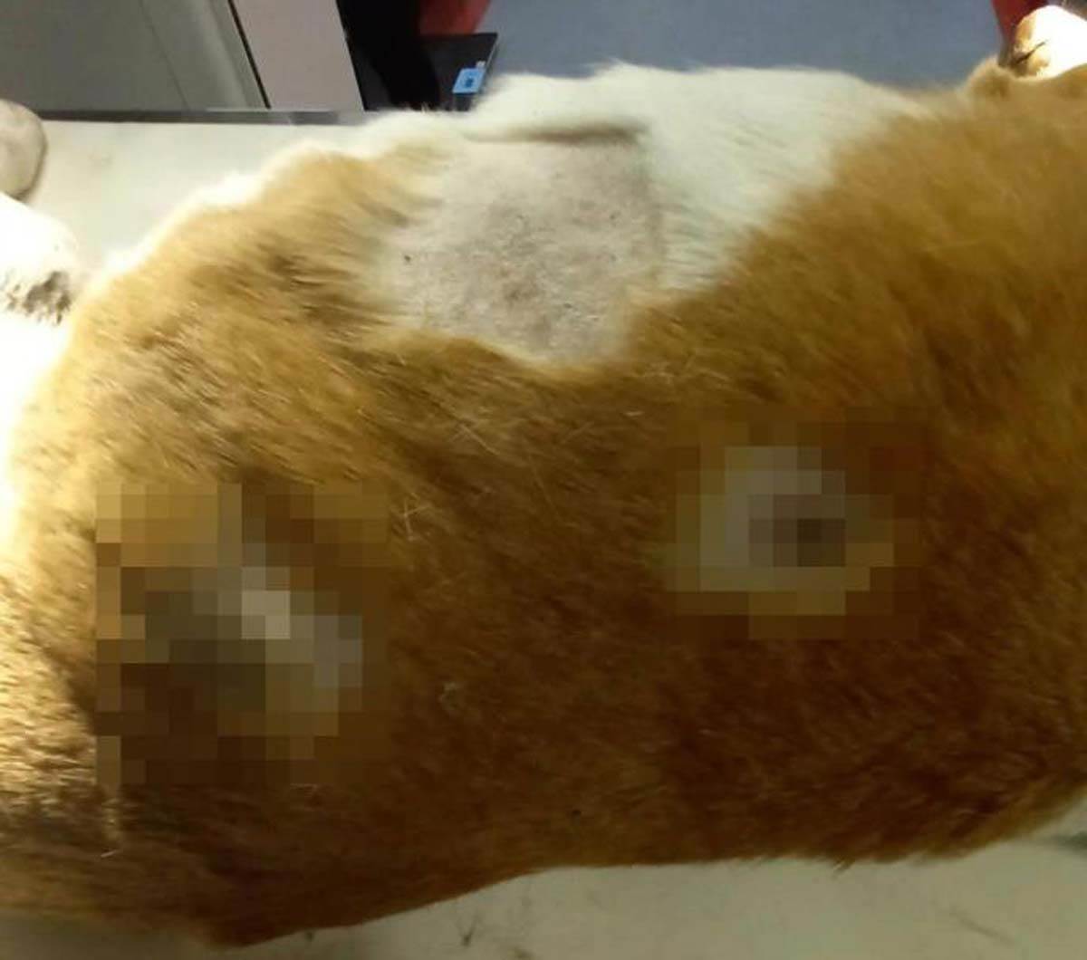 Pas upucan sa 6 metaka 3.jpg