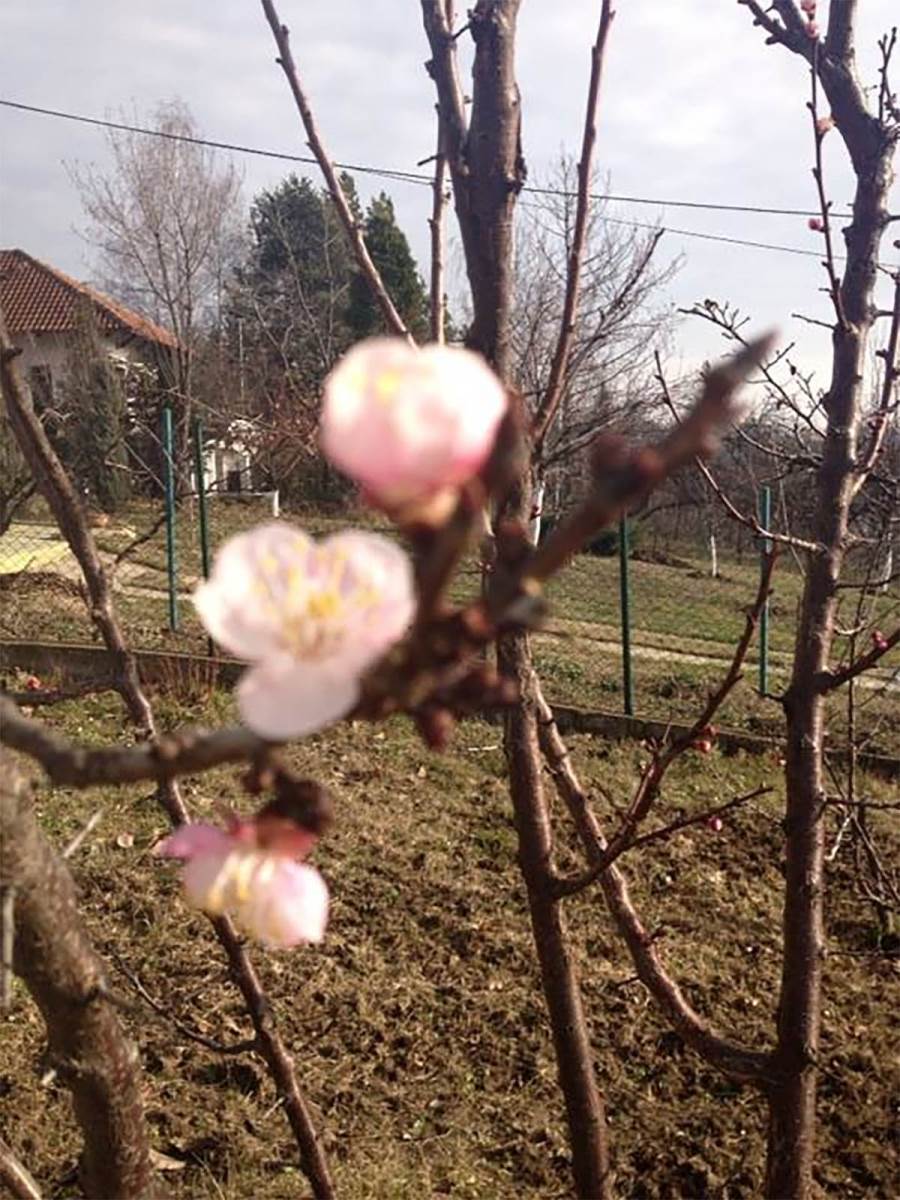 Verica Rakočević kuća na Avali (4).jpg