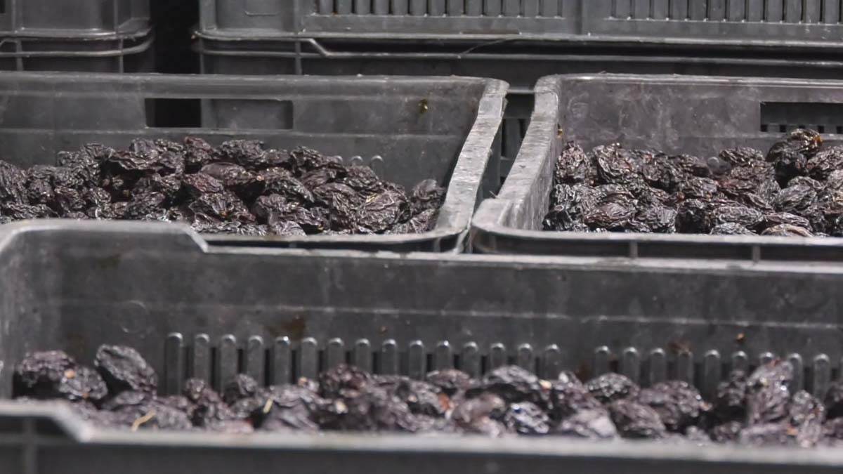 Srbija prva u Evropi po proizvodnji šljiva 7.jpg