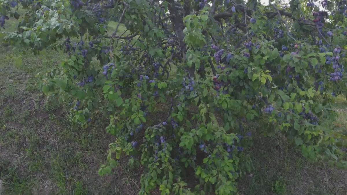 Srbija prva u Evropi po proizvodnji šljiva 8.jpg