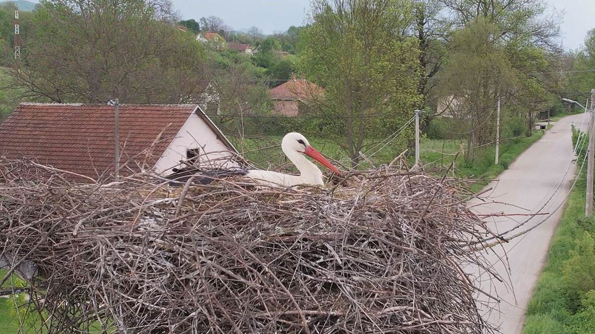Rode u Miločaju kod Kraljeva (2).jpg