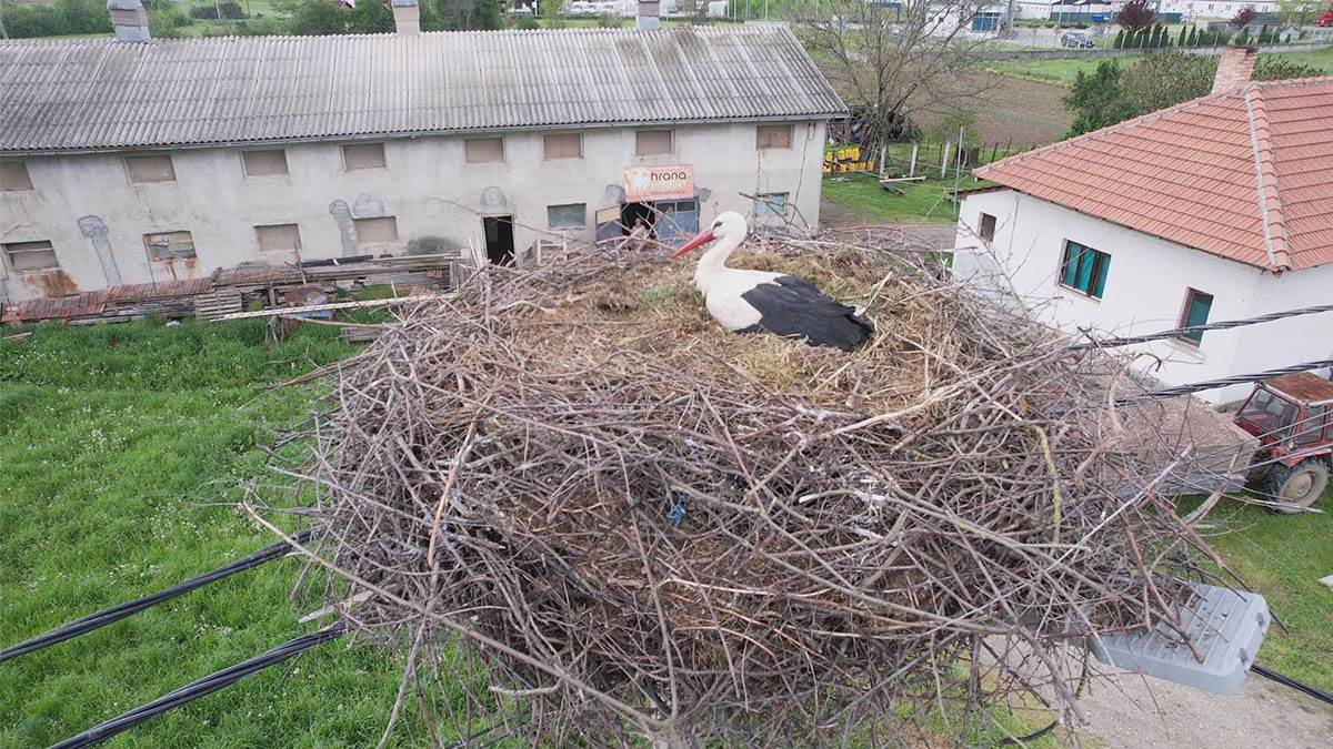 Rode u Miločaju kod Kraljeva (4).jpg