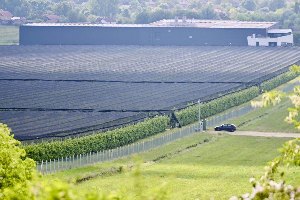 Imanje Ane Ivanović (1).jpg