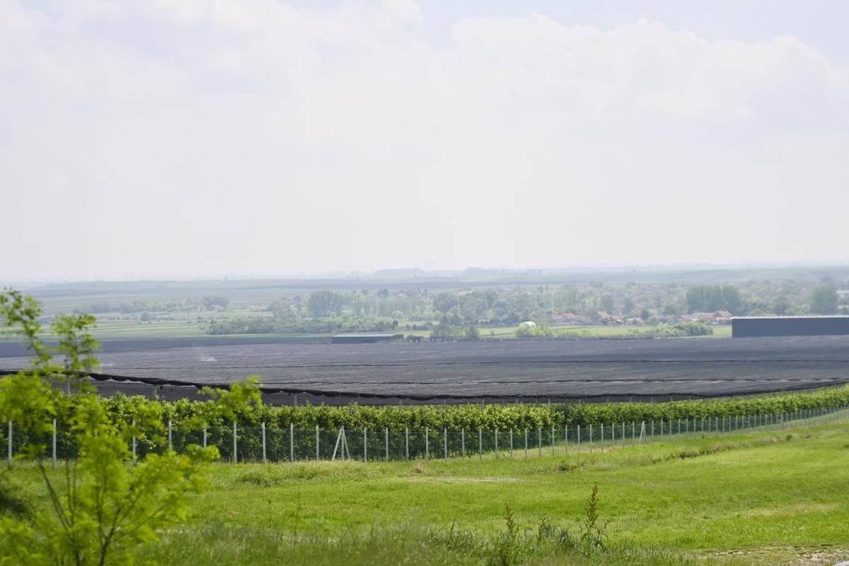 Imanje Ane Ivanović (4).jpg