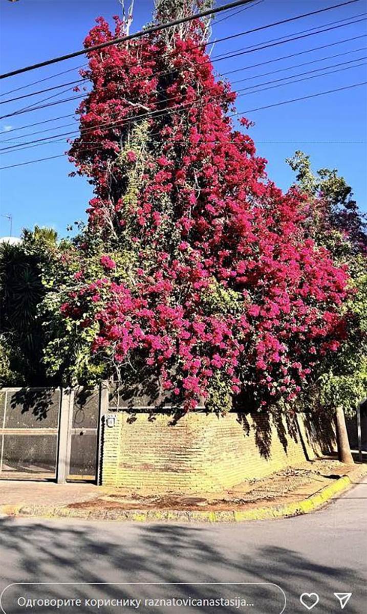 Anastasija Ražnatović (2).jpg