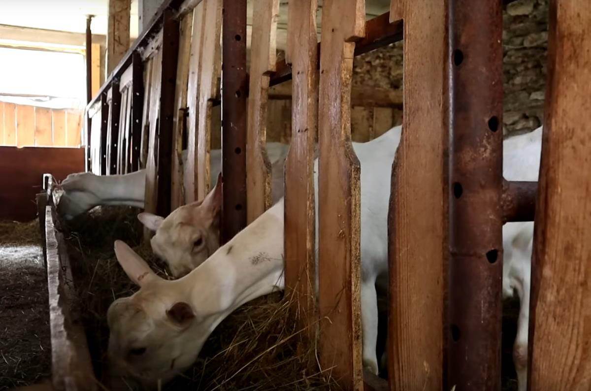 Admir Omerčević (5).jpg