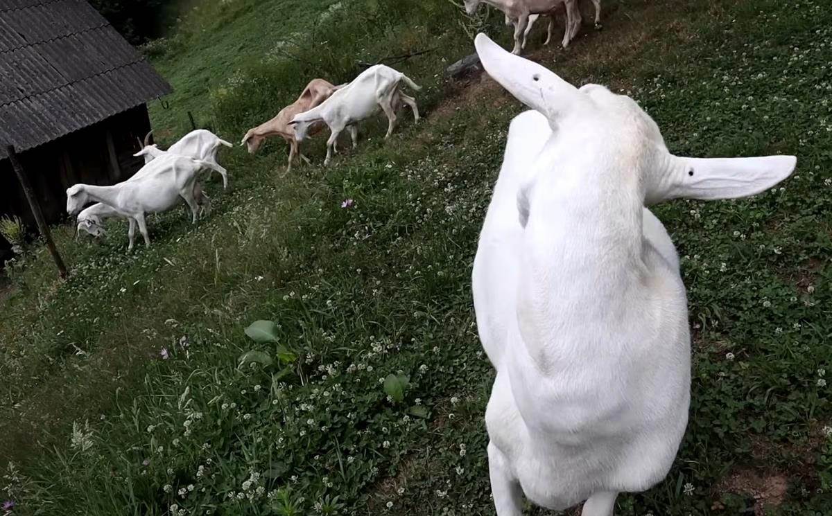 Admir Omerčević (1).jpg