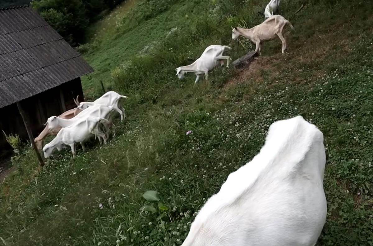 Admir Omerčević (7).jpg