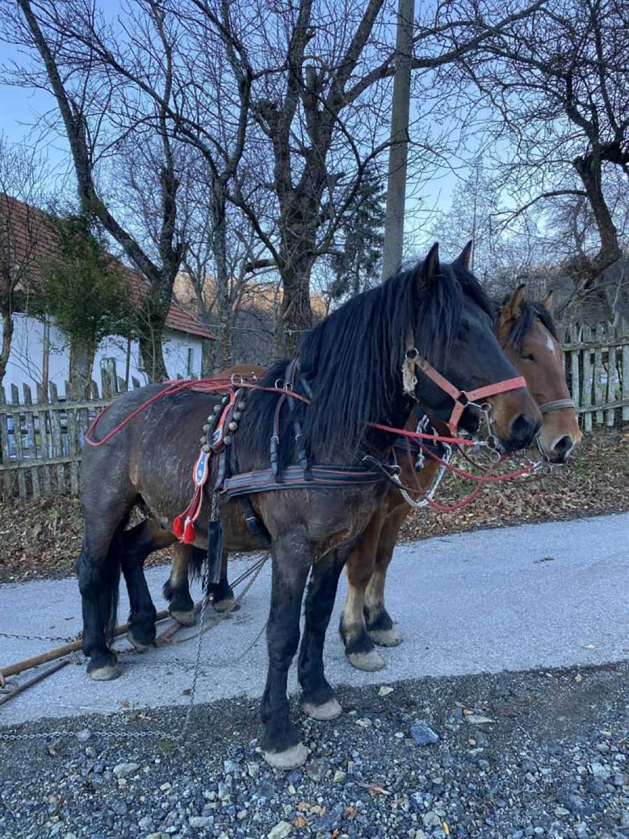 ubistvo konja na zlatiboru (7).jpg