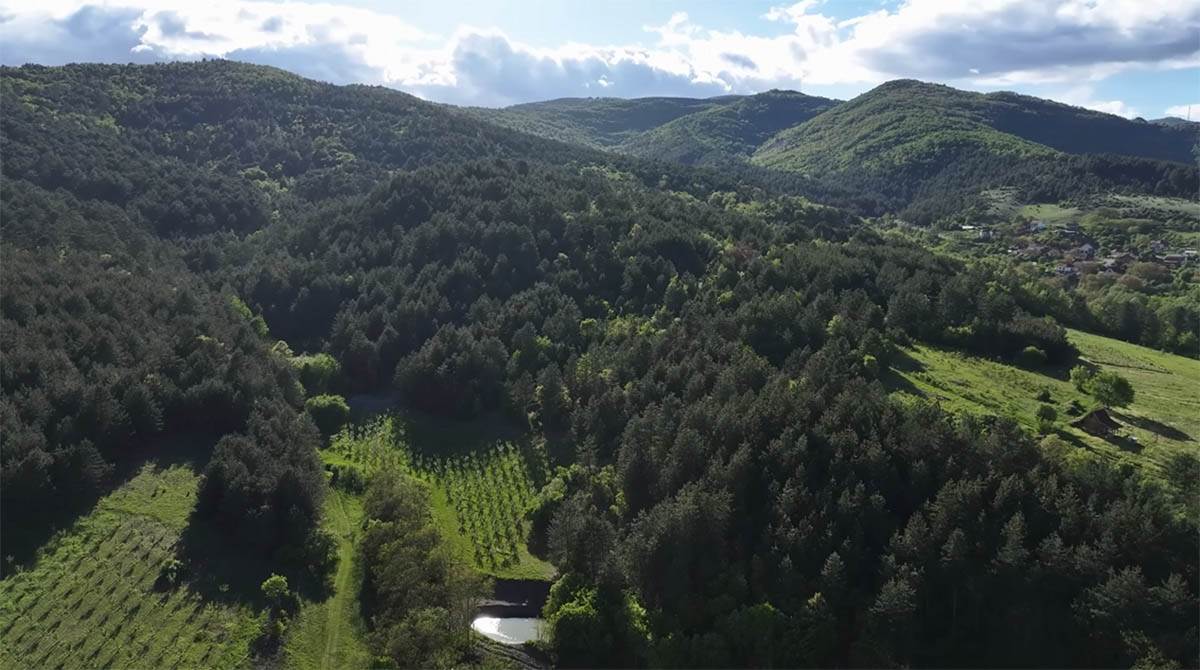 Vladimir i Jelena Dašić (7).jpg