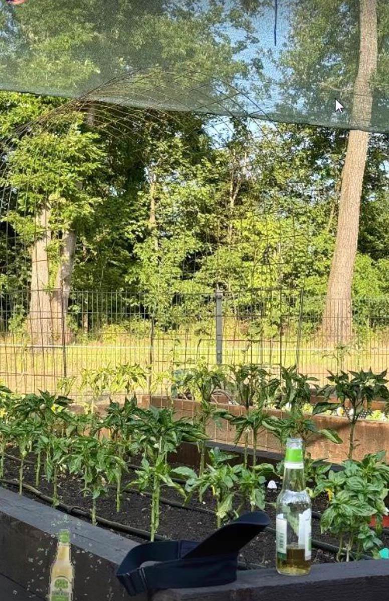 Sonja Lazetić bašta 3.jpg