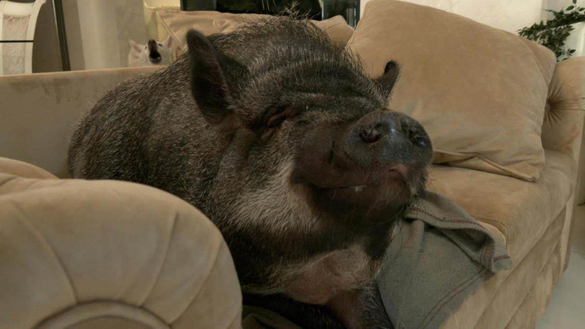 devojka iz Beograda živi sa svinjom 2.jpg