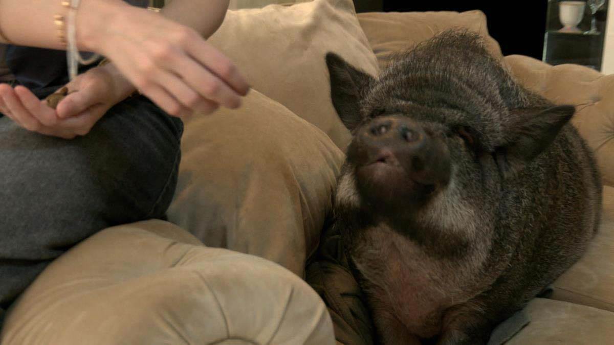 devojka iz Beograda živi sa svinjom 3.jpg