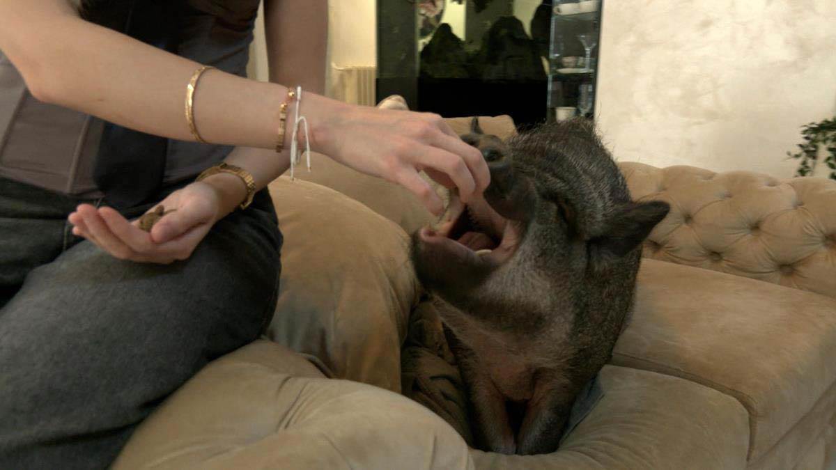 devojka iz Beograda živi sa svinjom 4.jpg