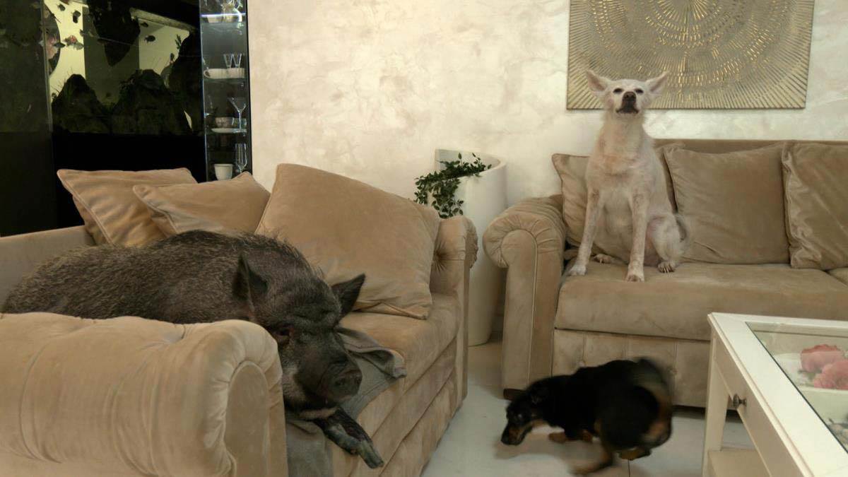 devojka iz Beograda živi sa svinjom 6.jpg