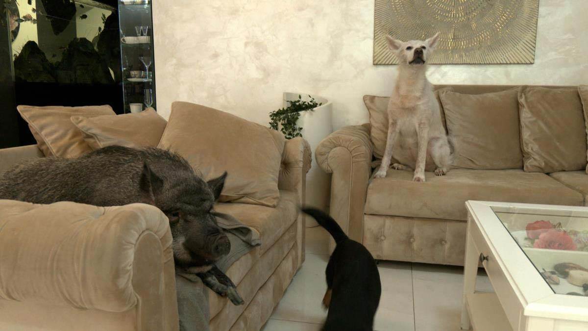 devojka iz Beograda živi sa svinjom 7.jpg