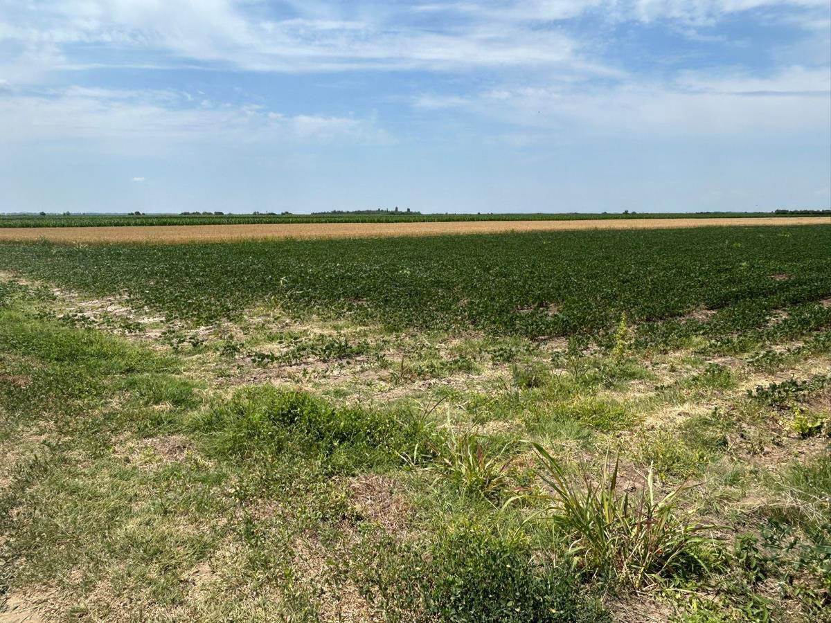 ubistvo kod Odžaka (2).jpg