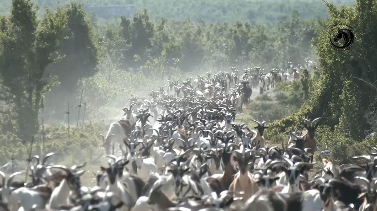 Mladić čuva 1000 koza (2).jpg