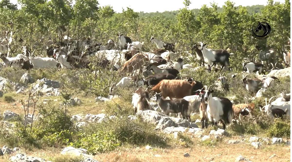 Mladić čuva 1000 koza (5).jpg