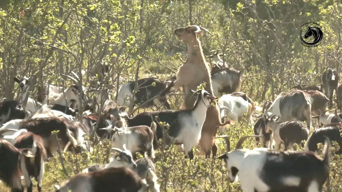 Mladić čuva 1000 koza (9).jpg