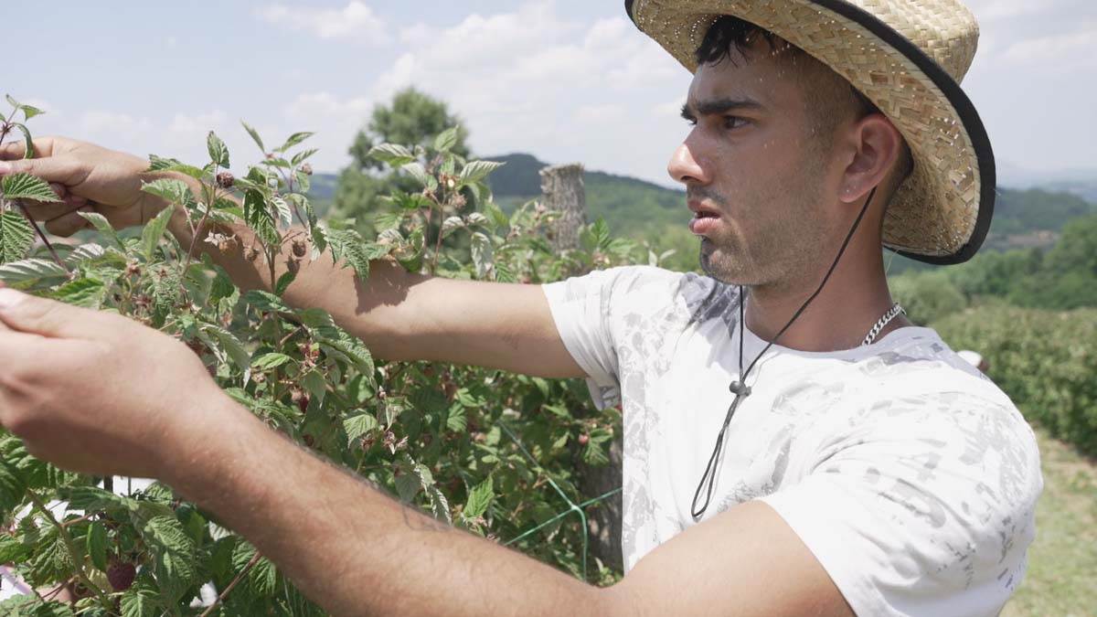 Berba malina u Dragačevu 1.jpg